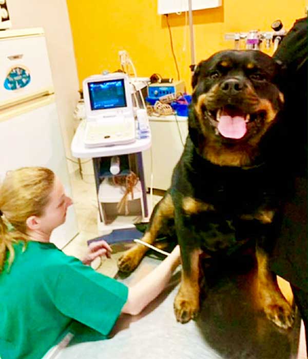 Ιατρικές εξετάσεις Rottweiler Ιατρικές εξετάσεις Rottweiler