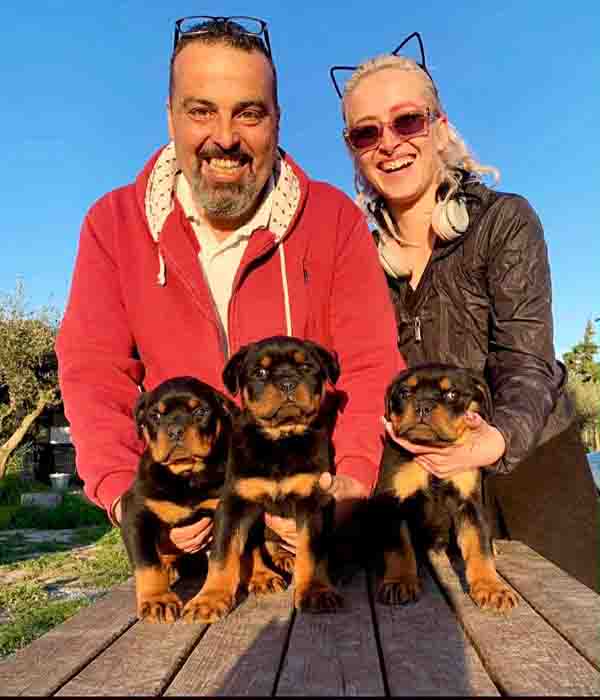 Βέρνερ Εκτροφή Rottweiller Βέρνερ Εκτροφή Rottweiller